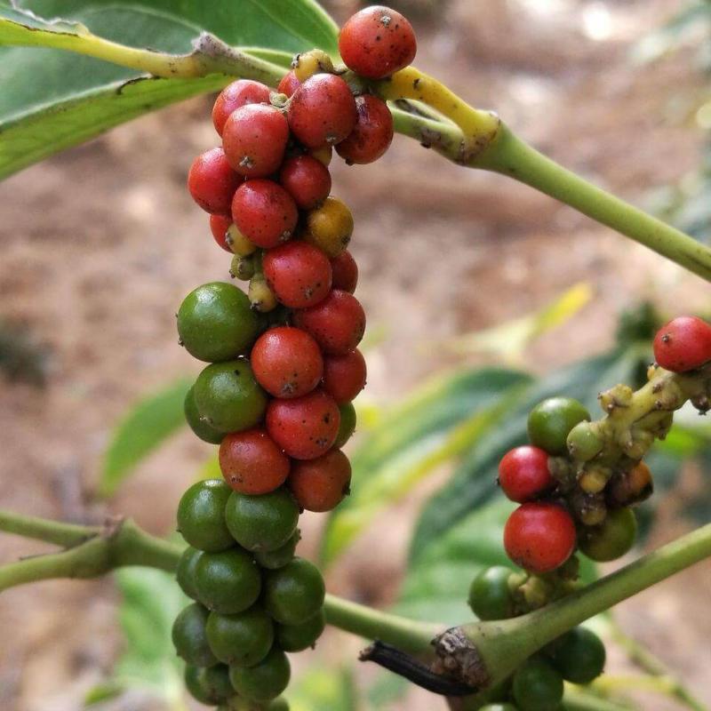Original Kampot Pepper in BIO Quality Paradise Gardens