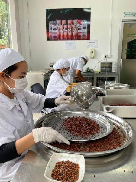 The Kampot pepper gets sorted by hand.