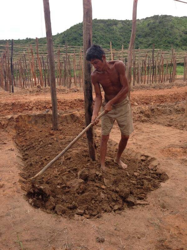 Organic pepper cultivation preparation