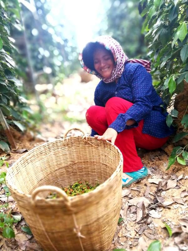 Organic pepper cultivation in Kampot