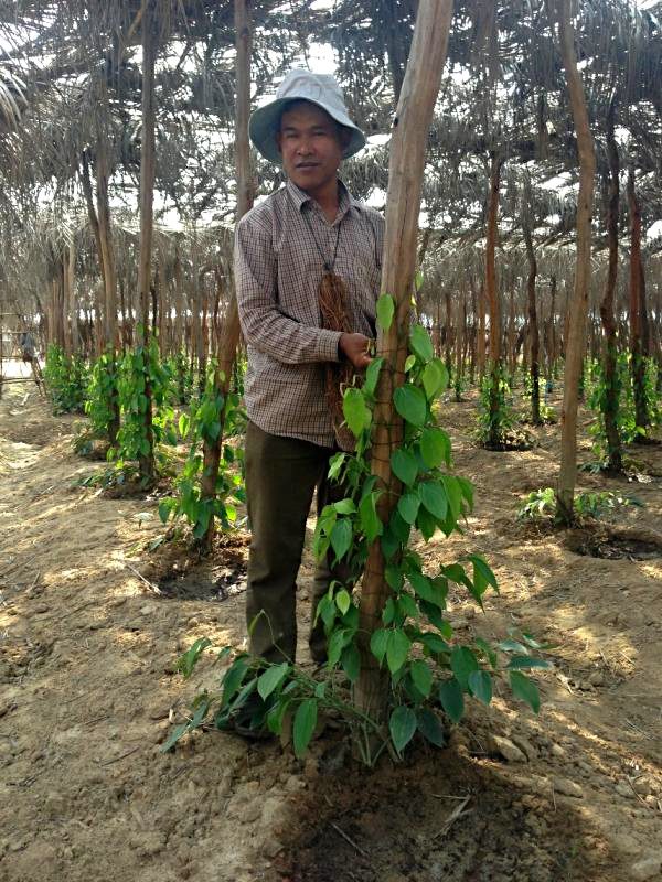 Pepper cultivation in Kampot, Cambodia.