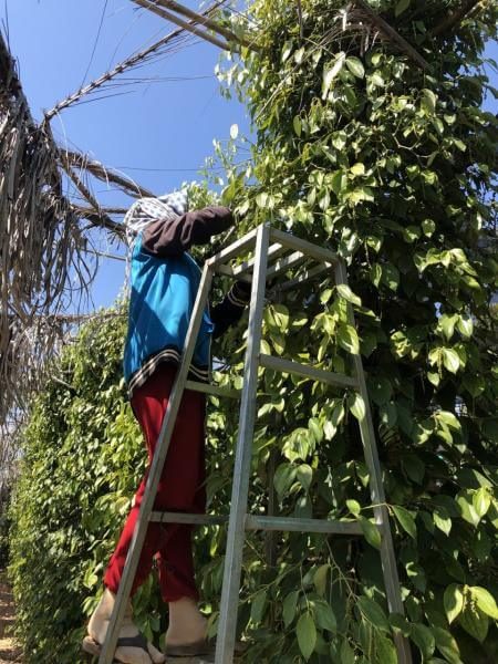 Kampot Pepper Farm