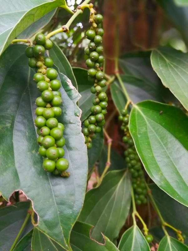 Organic grown pepper plant