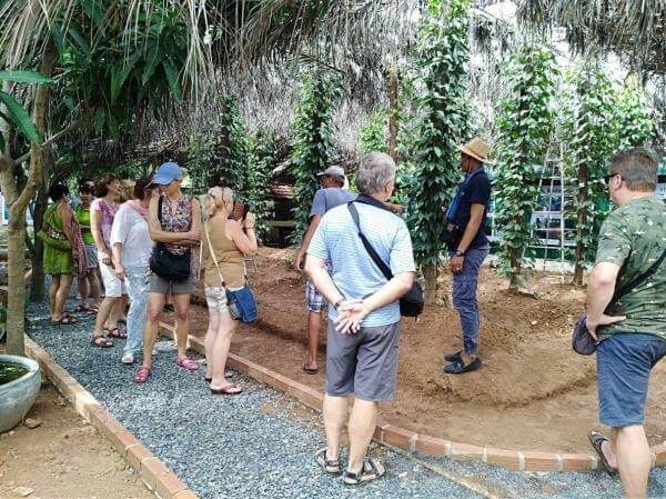 Pepper tour in Kampot